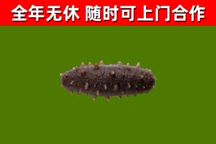 温岭市烟酒回收干海参.jpg